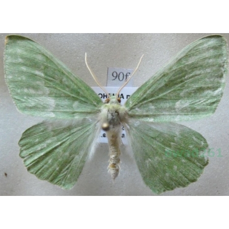 Geometra papilionaria (Linnaeus, 1758) Miernik zieleniak Czech90f